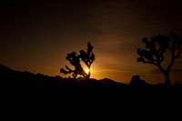 Joshua Tree Sunset