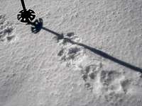 Bobcat tracks