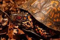 Watauga Reserve Eastern Box Turtle