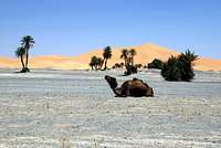 Landscape with camel