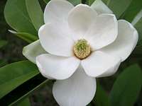 Magnolia Virginiana flower