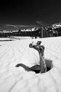 Tree Stump in the Snow, Horseshoe Lake