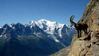 Ibex in the Aiguilles Rouges facing Mont Blanc
