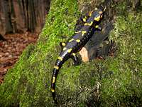 Spotty salamander <br> <i>(Salamandra salamandra)</i>
