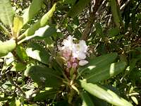 Rhododendron Blossom on Mt Rogers