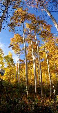 Fall Aspens