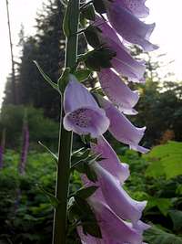 Foxglove (Digitalis purpurea)