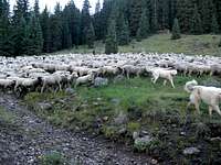 Sheep in the Uncompahgre Wilderness