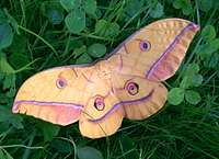 Europe's largest moth