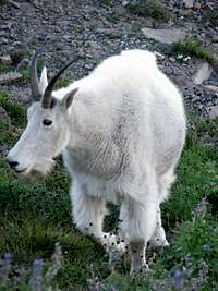 Mountain Goat Close Up