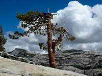 Jeffrey Pine