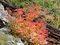 Fall colors on Mt. Washington (I-90)