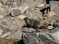 a marmot 