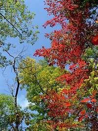 Leaves Turn Red on Waonaze