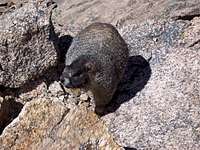 This summit-dwelling marmot...