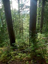 Old growth hemlock forest above Oshinow Lake