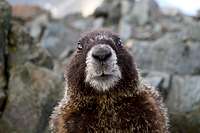 Marmot on Wheeler
