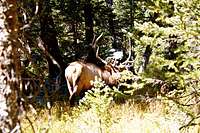 Rutting Elk in RMNP