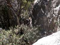 The Rappel Rock bushwack