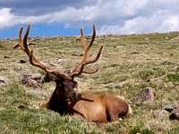 Bull Elk enjoying the sun, Colorado