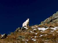 Mountain goat who followed us...
