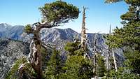 Wild trees of Cucamonga Peak