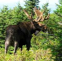 North Traveler Moose