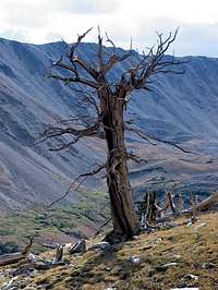 A very cool dead tree you can...