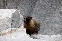Summit Marmot