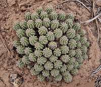 Little Cactus