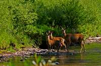 Mulies in the River