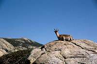 Female Gredos ibex
