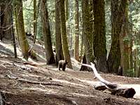 Brown bear @ Sequoia National Park