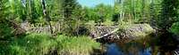 Beaver Dam at Dial Pond, Adirondack, NY.