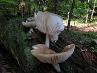 More mushrooms...