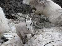 Goats below Sherpa Glacier