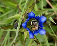 A Bee in a Flower