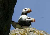 Horned Puffins on Amagat Island