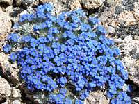 Summit Forget-Me-Nots