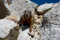 Fat Whitney Marmot