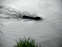 Otter or beaver swimming in the Elbe river near Stadt Wehlen, Saxon Switzerland