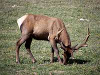 Elk Grazing near the Alpine Center