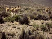 Vicuñas on the road up to Chachani