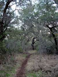 Oak woodlands