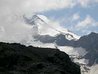 Chamois on the Monte Rosa