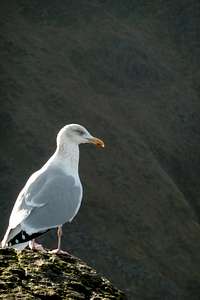 Seagull on Tryfan