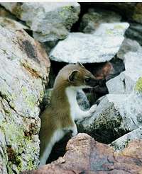 Stoat, in the Valley of...