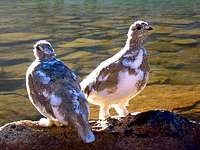 A pair of white-tailed ptarmigans