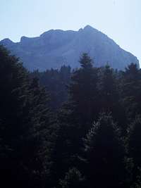 The dense fir forest and the 1418m. peak in the background