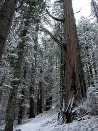 There are some huge Redwoods...